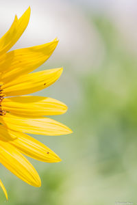 Close-up of yellow flower