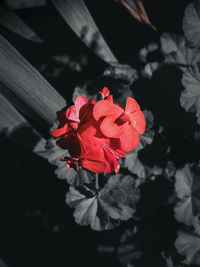 High angle view of red rose on plant