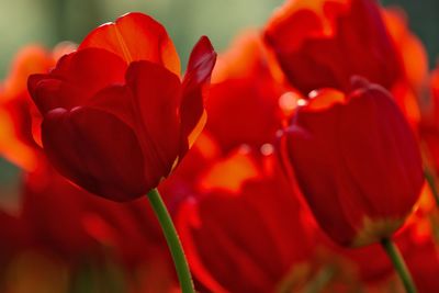 Close-up of red tulip