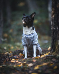 Dog looking away in a forest