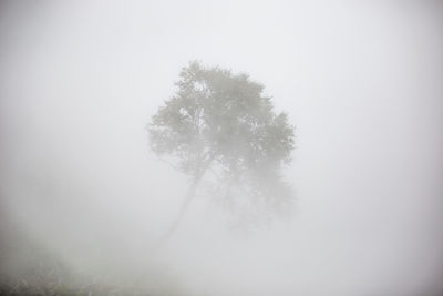 Tree in fog