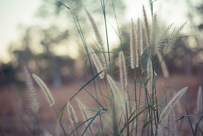 Close-up of stalks against blurred background