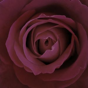 Close-up of pink rose
