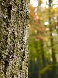 Close-up of tree trunk