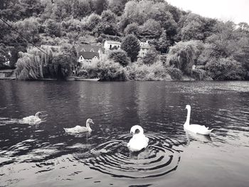 Swans swimming in lake