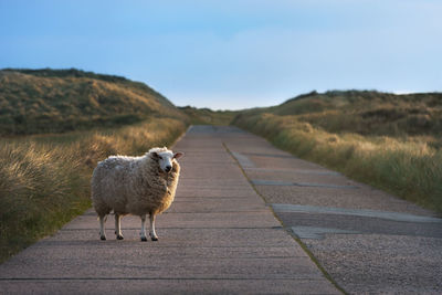 Sheep standing on road against blue sky
