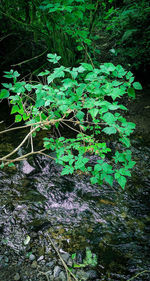 High angle view of leaves floating on water