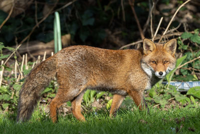 Urban fox in