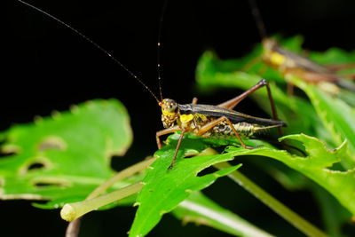 Close-up of insect on leaf