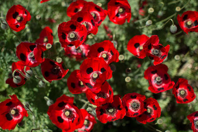 Close-up of poppies growing outdoors