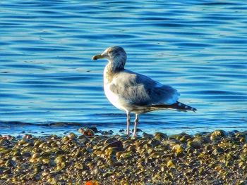 Close-up of bird on beach