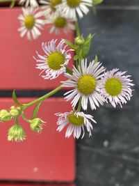 Close-up of flowering plant