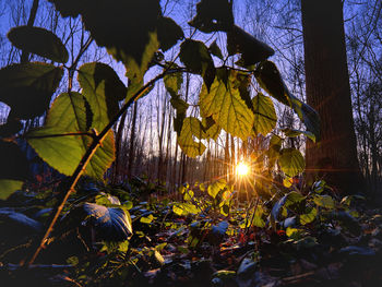 Sunlight streaming through tree leaves