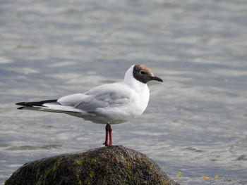 Seagull perching on rock