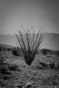 Plant growing on land against sky