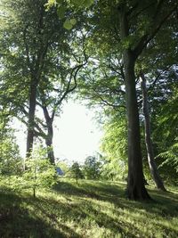 Trees in forest