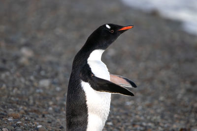 Close-up of penguin