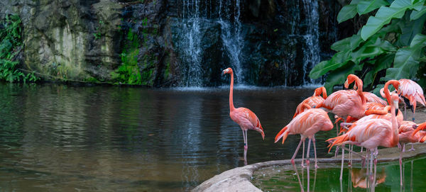 View of birds in lake