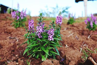 Close-up of purple flowering plants on field