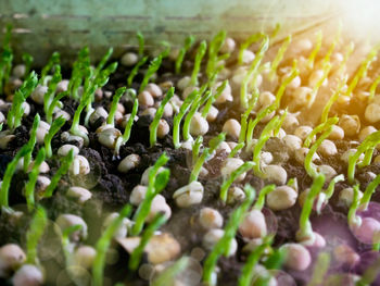 Close-up of fresh green plants