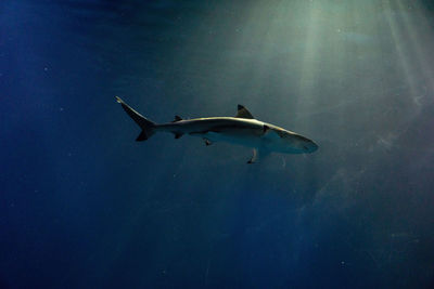 Fish swimming in sea