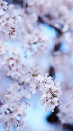 Close-up of cherry blossom