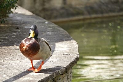 Bird perching on a lake