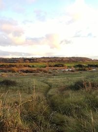 Scenic view of field against sky