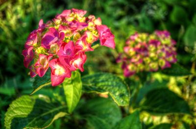 Close-up of pink flowers blooming outdoors