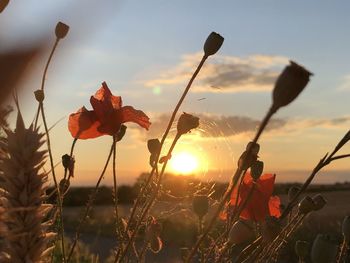 Close-up of flowering plants on field against sky during sunset