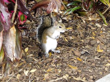 Close-up of sheep on field