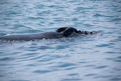 Whale swimming in sea