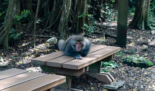 Portrait of monkey sitting in a forest