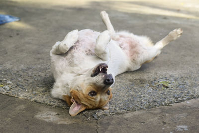 High angle view of a dog lying on footpath
