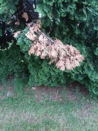 High angle view of tree trunk in forest