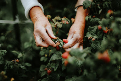 Low angle view of hands holding fruit