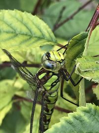 Close-up of dragonfly