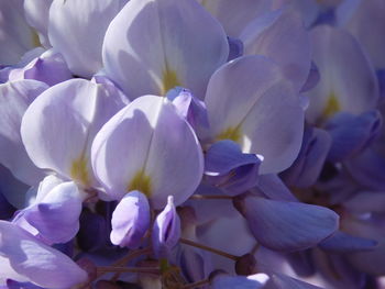 Macro shot of flower