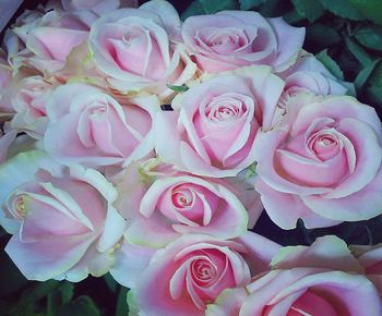 High angle view of pink roses