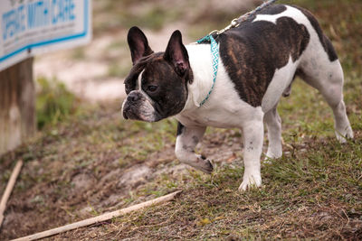 Black and white french bulldog walks on a leash and sniffs around a dog park.