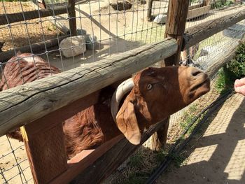 Goat in pen looking towards cropped hand