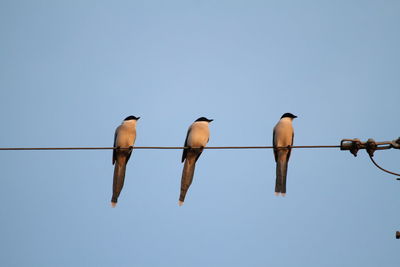 Low angle view of birds perching on cable against sky