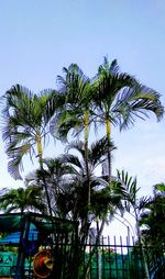 Low angle view of palm tree against clear sky