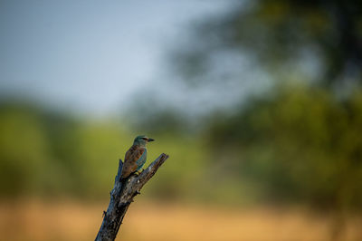 Close-up of bird perching on a tree