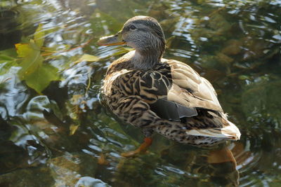 Bird perching on a lake