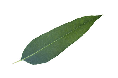 Close-up of leaf against white background