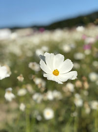 Close-up of white flowering plant