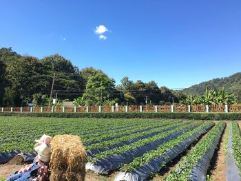 Scenic view of agricultural field against blue sky