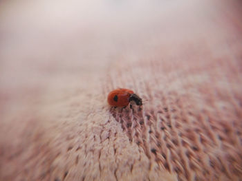 Close-up of ladybug