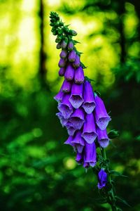 Close-up of purple flowering plant